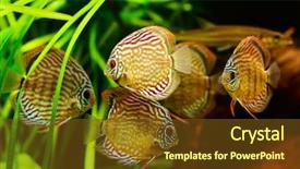  Presentation with discus fish - Amazing PPT theme having discus fish symphysodon swimming underwater backdrop and a tawny brown colored foreground