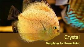  Presentation with discus fish - PPT layouts featuring discus fish symphysodon swimming underwater background and a tawny brown colored foreground