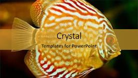  Presentation with discus fish - Presentation with discus fish symphysodon swimming underwater background and a gold colored foreground