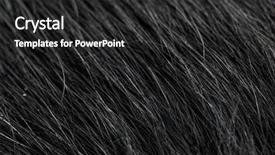  Presentation with disease - Cool new PPT layouts with lymes disease - black dog's fur macro close-up backdrop and a dark gray colored foreground