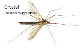  Presentation with mosquito - Presentation featuring disease malaria - isolated mosquito element of design background and a white colored foreground