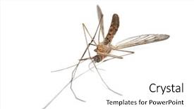  Presentation with malaria - PPT theme having disease malaria - mosquito isolated on white background background and a white colored foreground