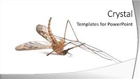  Presentation with malaria - Slide deck having disease malaria - mosquito isolated on white background background and a white colored foreground
