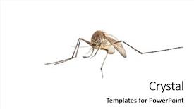  Presentation with malaria - PPT theme having disease malaria - mosquito isolated on white background background and a white colored foreground