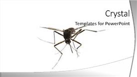 Presentation with mosquito - Presentation having disease malaria - mosquito isolated on white background and a white colored foreground