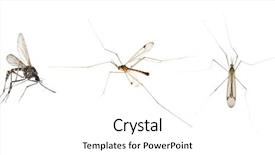  Presentation with malaria - Audience pleasing PPT theme consisting of disease malaria - three mosquitoes isolated on white backdrop and a white colored foreground