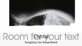  Presentation with room - Amazing slide deck having disease prognosis - x-rays of a small dog backdrop and a white colored foreground