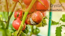  Presentation with greenhouse farm - Amazing slide set having diseased-tomato-plants-sick-vegetables backdrop and a gold colored foreground