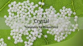  Presentation with alternative medicine - Colorful slides enhanced with diseases in the gentle alternative backdrop and a mint green colored foreground