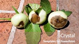  Presentation with end - Theme having diseases vegetables - tomato blossom-end rot background and a coral colored foreground