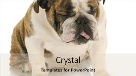  Presentation with english bulldog - Cool new slide set with bad taste - disgusted dog - english bulldog backdrop and a soft green colored foreground