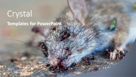  Presentation with decay - PPT theme enhanced with disinfection-of-home-pests-dead background and a gray colored foreground