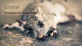  Presentation with disinfection - Presentation theme featuring disinfection-of-home-pests-dead background and a coral colored foreground