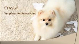  Presentation with torn paper - Slide deck having disobey - pomeranian spitz dog with torn background and a lemonade colored foreground