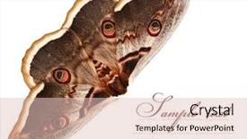  Presentation with butterfly - Slides consisting of displaying beautiful multi color - butterfly isolated on white background background and a lemonade colored foreground