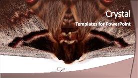  Presentation with displaying - Audience pleasing slide set consisting of displaying beautiful multi color - butterfly isolated on white background backdrop and a tawny brown colored foreground