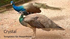  Presentation with zoo - PPT layouts with displaying beautiful multi color - peacock in a zoo background and a coral colored foreground