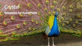  Presentation with peacock - Cool new presentation design with displaying beautiful multi color - peacock with feathers backdrop and a  colored foreground