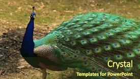  Presentation with 3d character colorful music - Slide deck featuring displaying beautiful multi color - peacock with full plumage open background and a tawny brown colored foreground