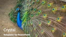  Presentation with peacock the indian peafowl - Audience pleasing slide deck consisting of displaying beautiful multi color - portrait of peacock backdrop and a  colored foreground