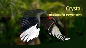  Presentation with flying - Presentation design consisting of displaying beautiful river - hornbill flying outdoor background and a tawny brown colored foreground