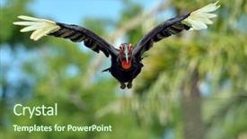  Presentation with flying doves temp plate - Amazing presentation theme having displaying beautiful river - hornbill flying backdrop and a tawny brown colored foreground