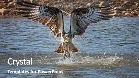  Presentation with nile tilapia fish - Presentation design featuring displaying beautiful river - osprey diving for a fish background and a  colored foreground