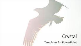  Presentation with fish river - Presentation theme consisting of displaying beautiful river - osprey flying off background and a  colored foreground