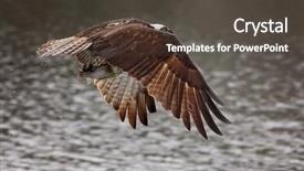  Presentation with fish decapteruss ruselli - Colorful presentation theme enhanced with displaying beautiful river - osprey flying off backdrop and a  colored foreground