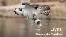  Presentation with flying - Presentation theme featuring displaying beautiful river - osprey flying off background and a  colored foreground