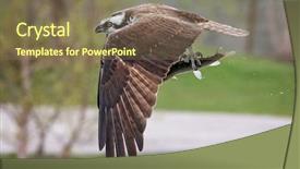  Presentation with aquaculture big cages for fish - Slides enhanced with displaying beautiful river - osprey flying off background and a  colored foreground