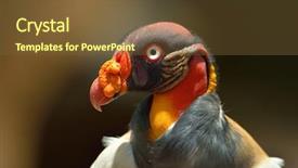  Presentation with displaying - Audience pleasing slides consisting of displaying beautiful river - tropical bird backdrop and a  colored foreground