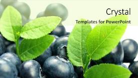  Presentation with blueberries - Beautiful PPT theme featuring disposition - fresh blueberries with green leaves backdrop and a blonde colored foreground