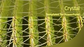  Presentation with cactus - Slides having disposition - pattern detail of a cactus background and a tawny brown colored foreground