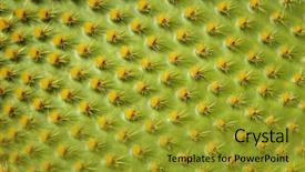  Presentation with cactus - Colorful PPT layouts enhanced with disposition - pattern detail of a leaf backdrop and a gold colored foreground