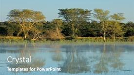  Presentation with fever - Audience pleasing slide deck consisting of distinctive-fever-trees-vachellia-xanthoploea backdrop and a seafoam green colored foreground