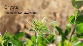  Presentation with plant structure - Slide set with distinctive-folded-leaf-structure background and a coral colored foreground