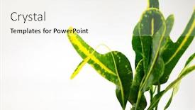  Presentation with shooting - Cool new PPT theme with distinctive-shooting-leaf-or-midleaf backdrop and a sky blue colored foreground