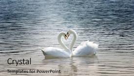  Presentation with couple - PPT theme having couple of swans with their background and a light gray colored foreground