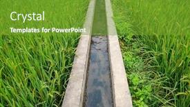 Presentation with rice field - Amazing presentation design having ditch-beside-a-grassy-embankment backdrop and a tawny brown colored foreground