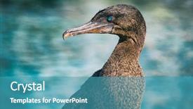  Presentation with sea animals - PPT layouts featuring dite - flightless cormorant aka galapagos cormorants background and a teal colored foreground