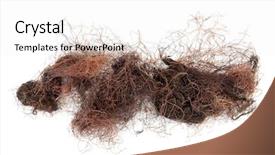  Presentation with zea mays - Cool new presentation theme with diuretic - corn silk herb over white backdrop and a white colored foreground