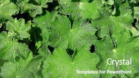  Presentation with herb - PPT theme having diuretic - herb ladies mantle covered background and a  colored foreground