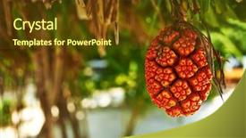  Presentation with pandanus or screw pine plant - Slide set having diuretic - screw pine fruit pandanus tectorius background and a tawny brown colored foreground