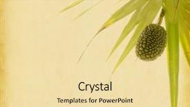  Presentation with old paper - Beautiful slide set featuring diuretic - screw pine pandanus tectorius backdrop and a lemonade colored foreground