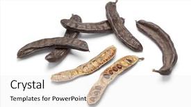  Presentation with carob - Audience pleasing presentation theme consisting of diuretic - whole and half carob pods backdrop and a white colored foreground