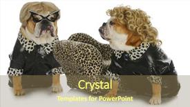  Presentation with coats - Amazing presentation theme having diva dogs - two female english backdrop and a violet colored foreground