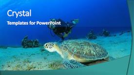  Presentation with turtle - PPT layouts featuring diver and green sea turtle background and a gray colored foreground