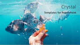  Presentation with cookies - Presentation consisting of diver-feeds-hungry-fish background and a light blue colored foreground