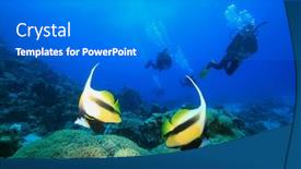  Presentation with divers - Audience pleasing presentation consisting of divers and pair of bannerfish backdrop and a gray colored foreground